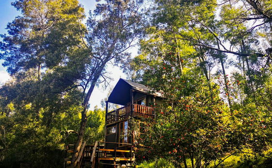 Family Tented Treehouse