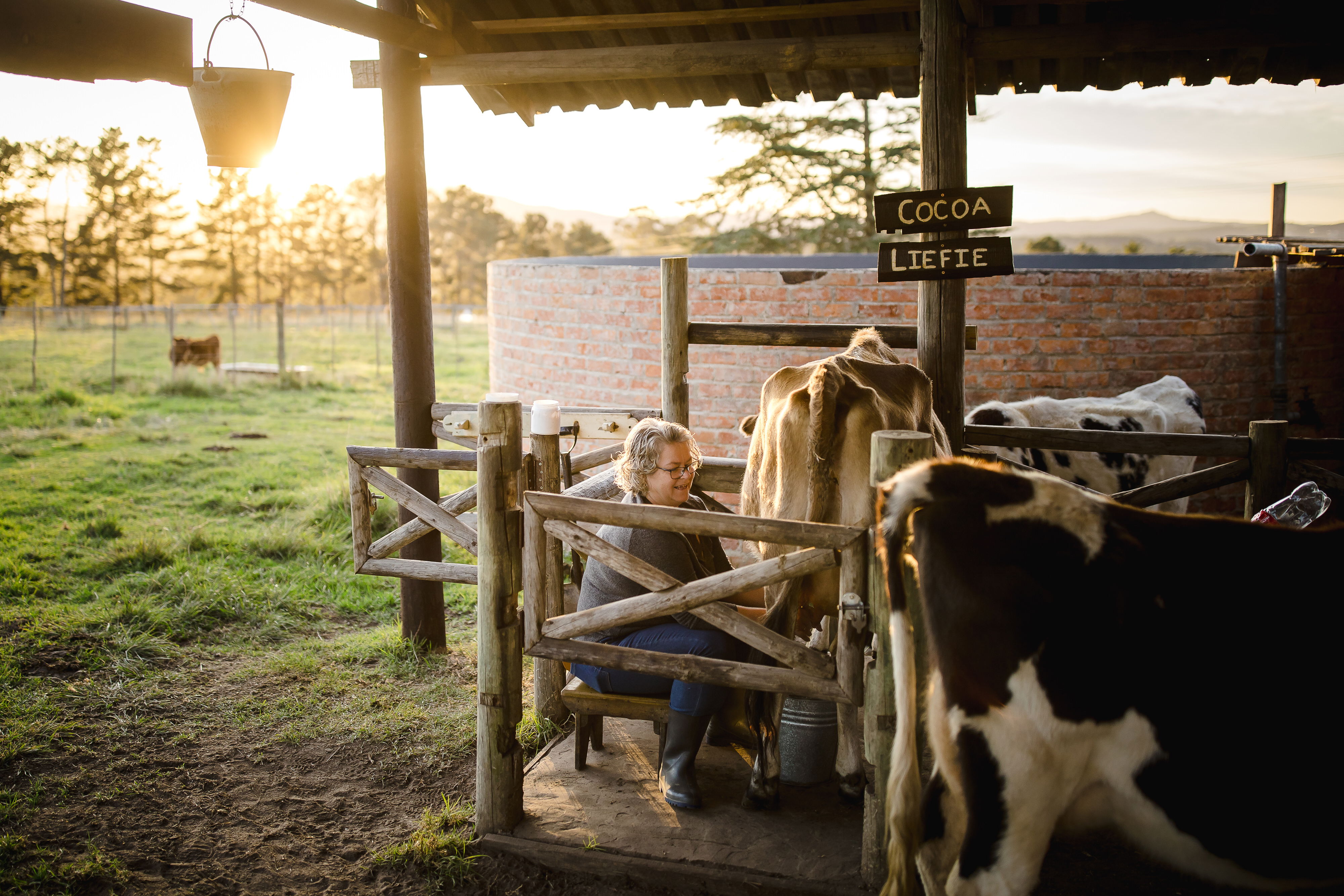 Milking a Cow