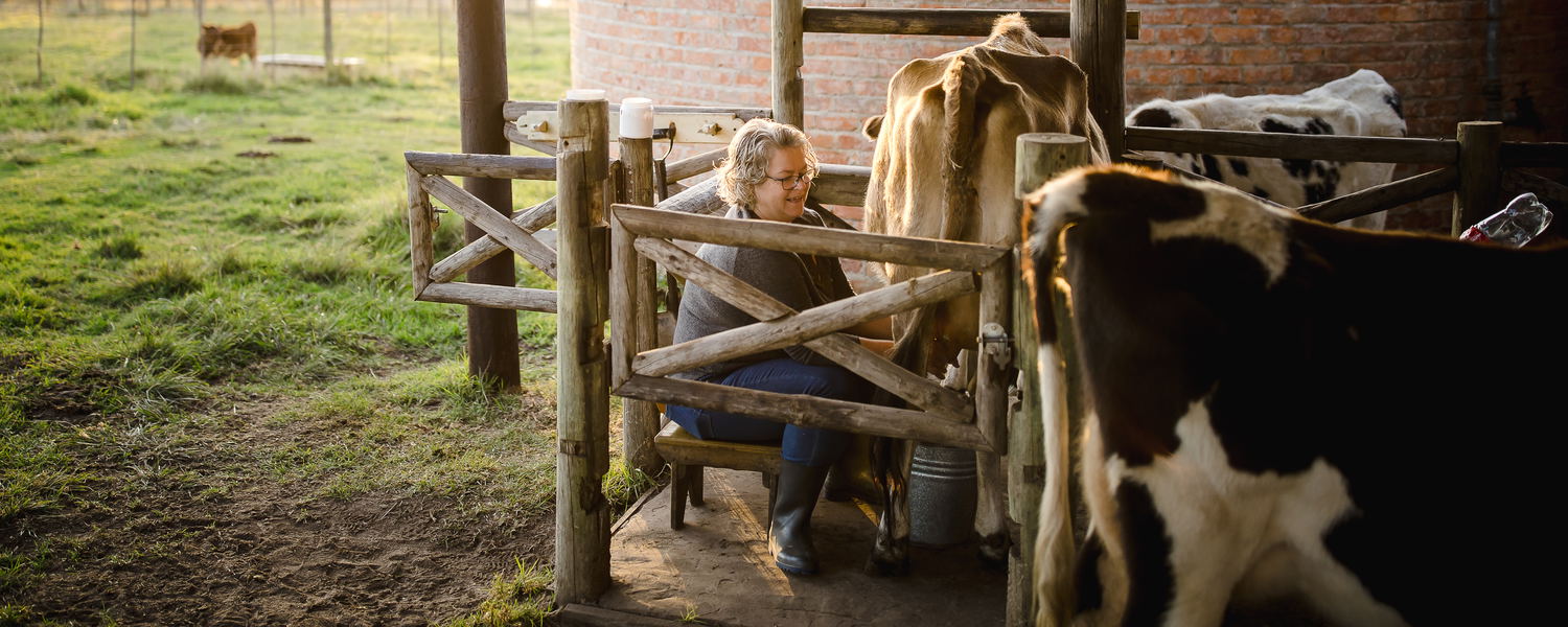 Milking a Cow