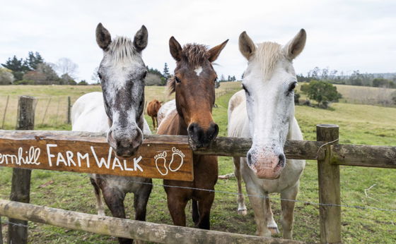 20% Summer Time Special