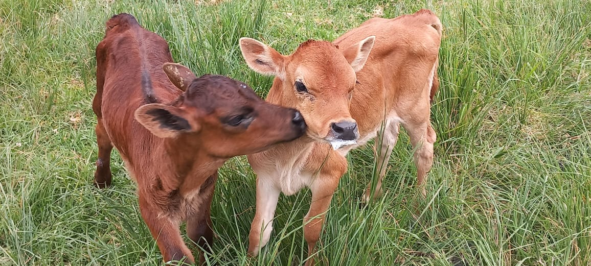 Calves