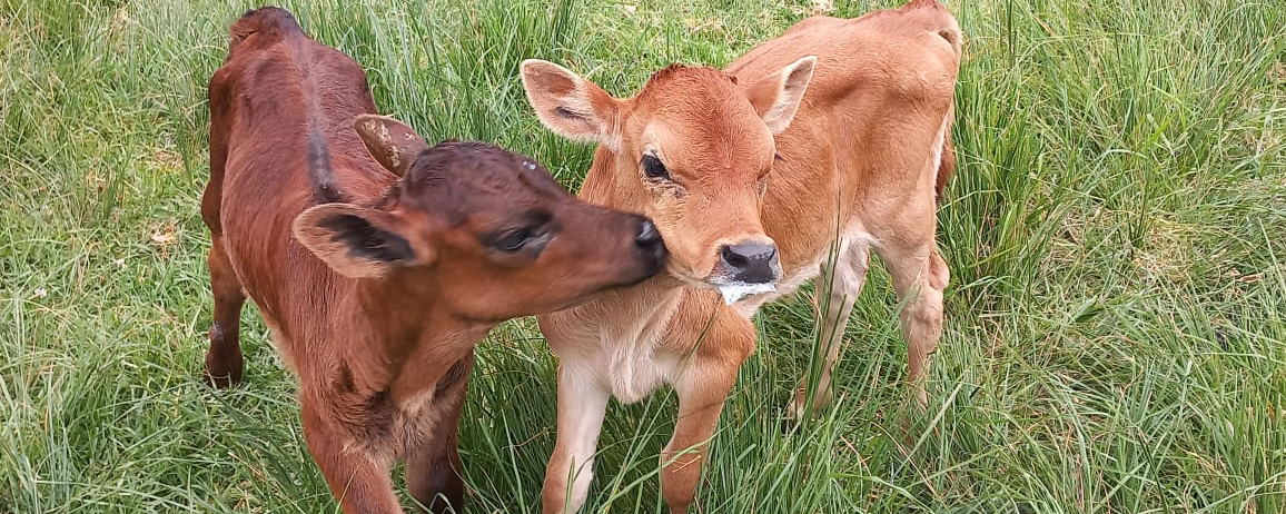 Calves