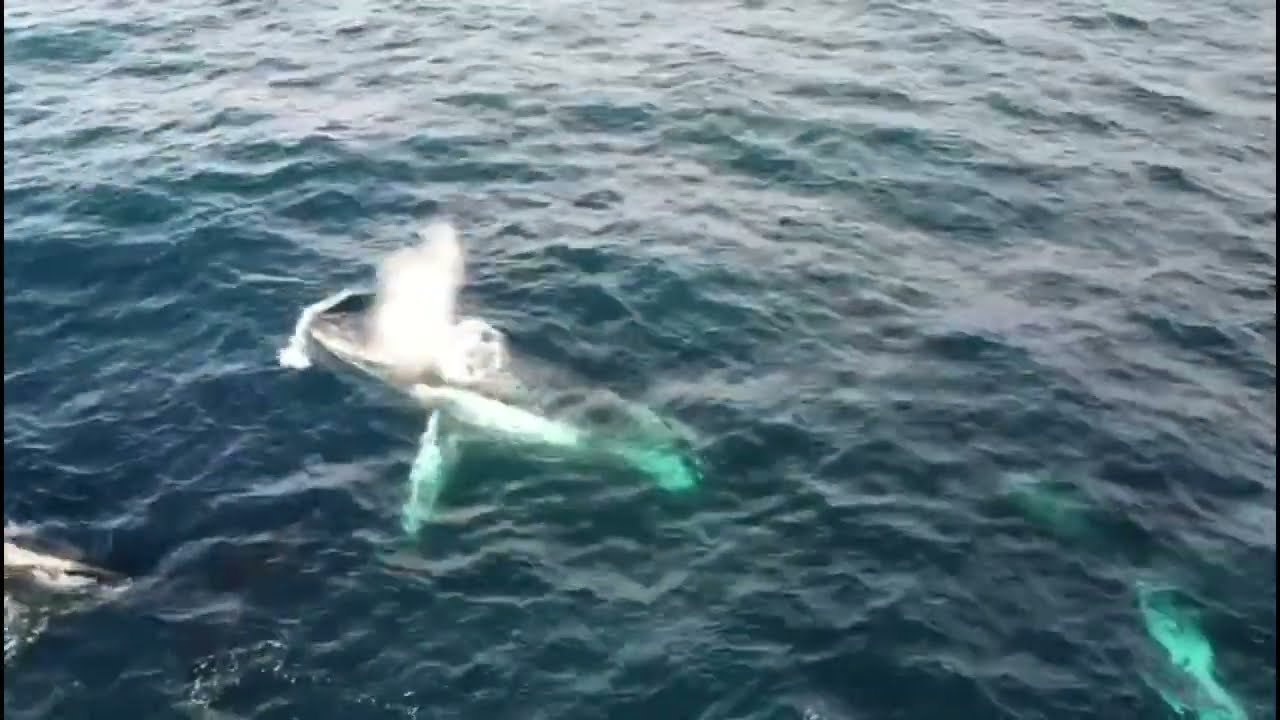 Ocean Safari