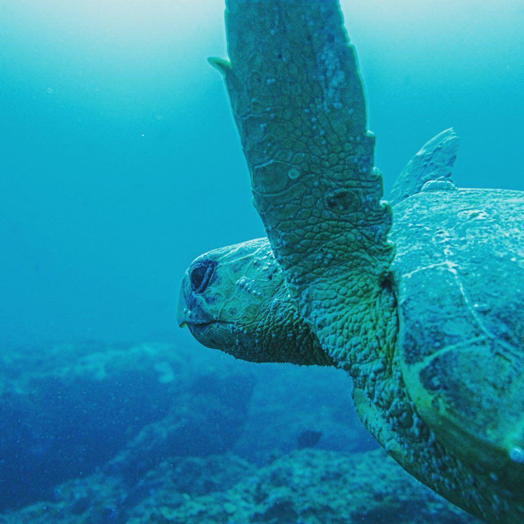 Scuba Diving