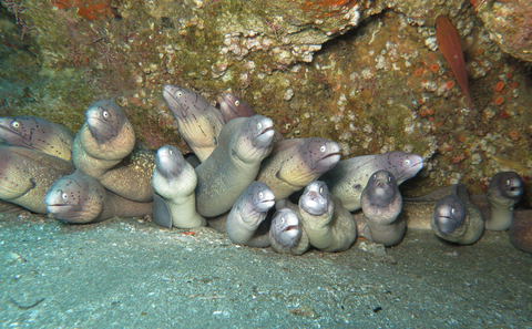 Eel Alley