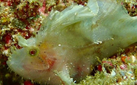 Barnacle