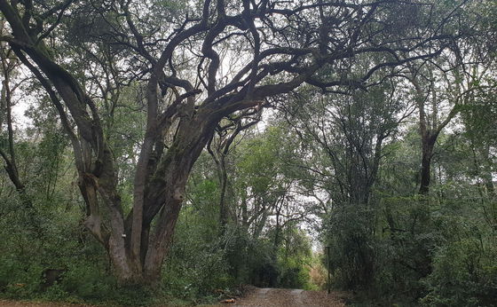 Directions to Forest Lodge