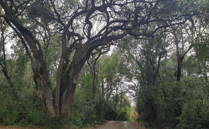 Directions to Forest Lodge