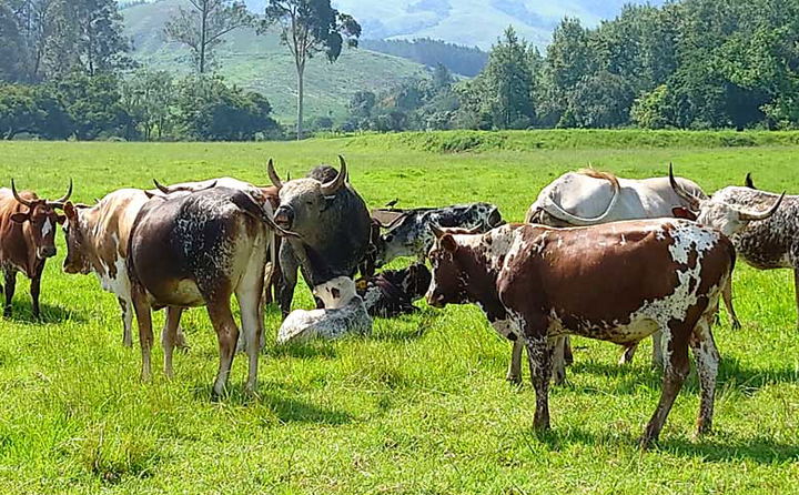 Farm Living