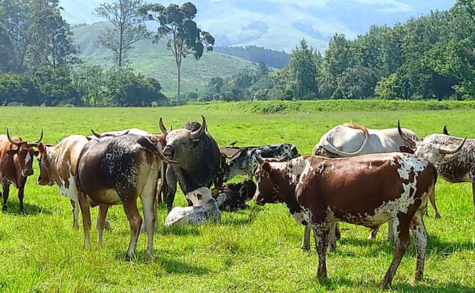 Farm Living