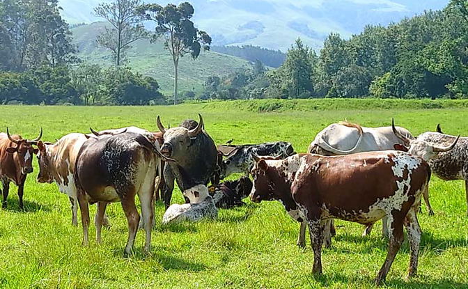Farm Living