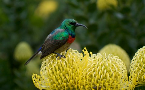 Kirstenbosch Botanical Gardens