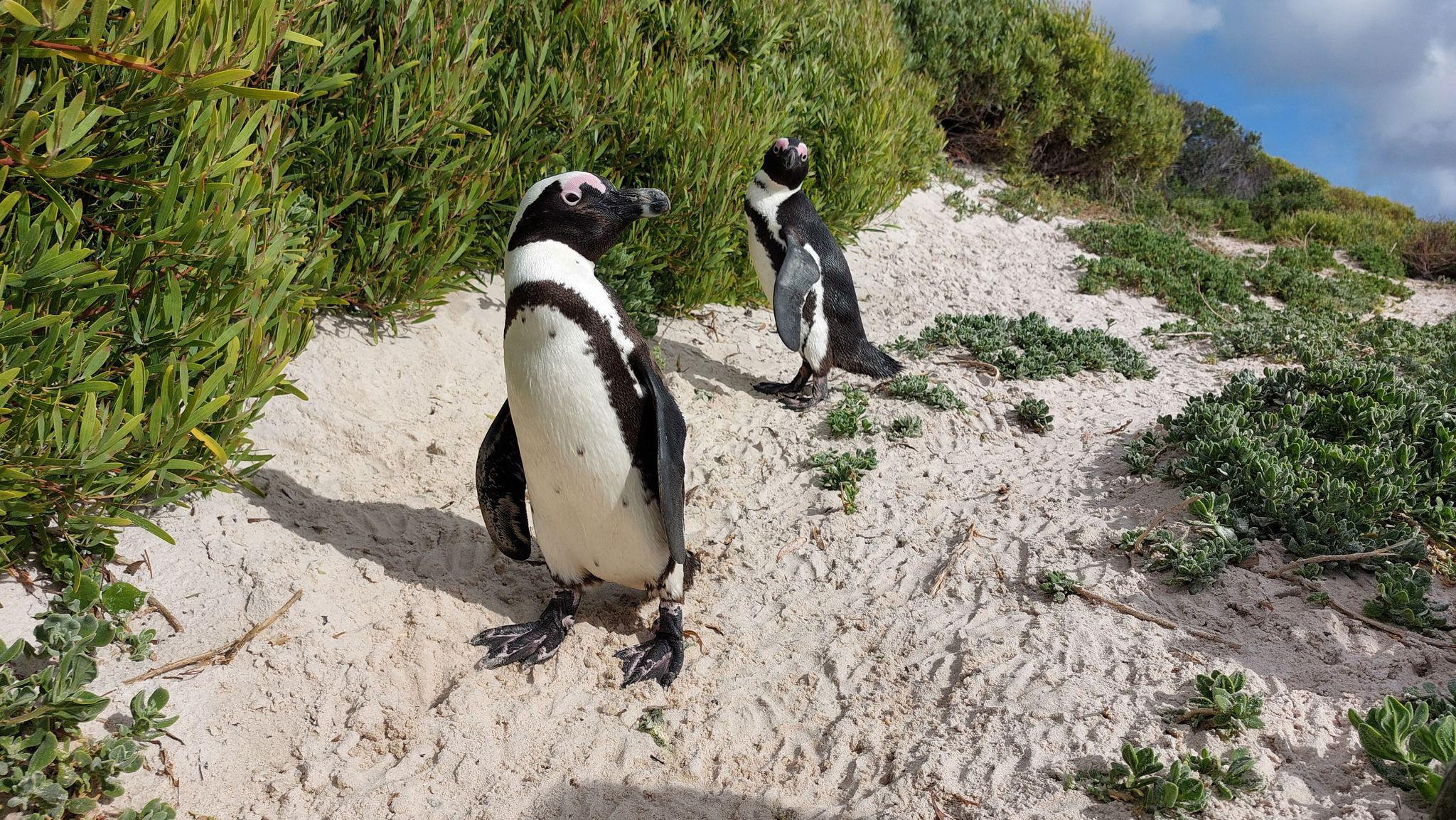 Explore Cape Town