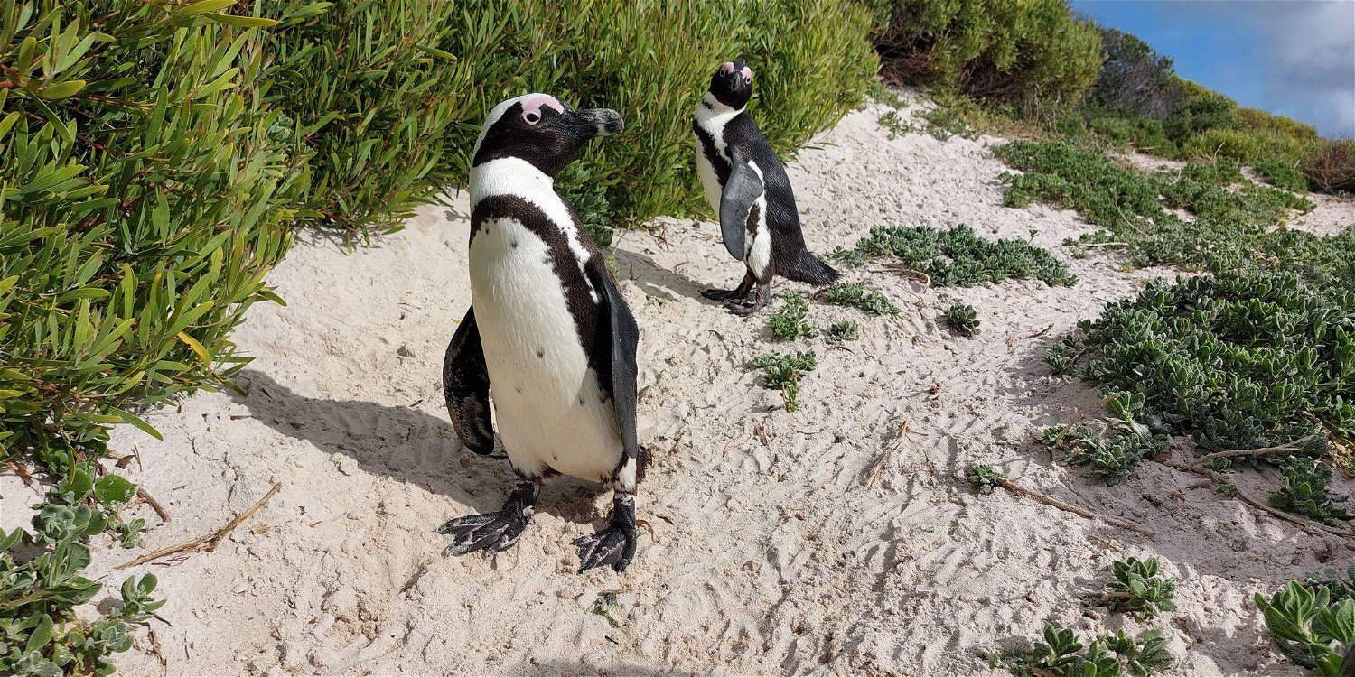 Explore Cape Town