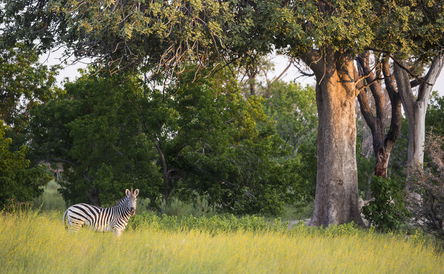 5-Day Hwange National Park + Victoria Falls Tour