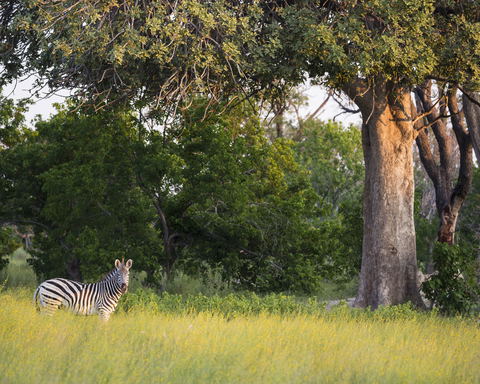 5-Day Hwange National Park + Victoria Falls Tour