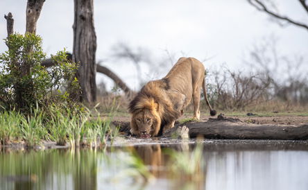 5-Day Victoria Falls and Chobe National Park Safari Tour