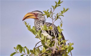 1-Day Zambezi National Park Birding Safari Tour