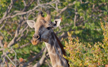 3-Day Victoria Falls Zambezi National Park Safari
