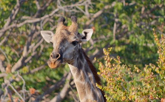 3-Day Victoria Falls Zambezi National Park Safari