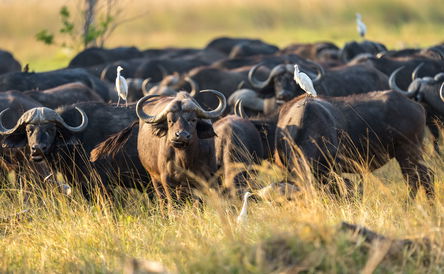 1-Day Chobe National Park Safari Tour