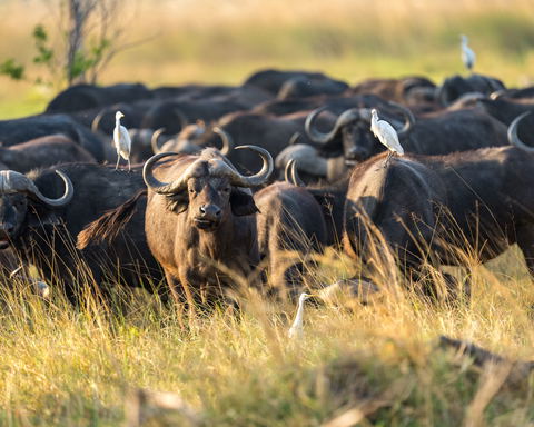 1-Day Chobe National Park Safari Tour