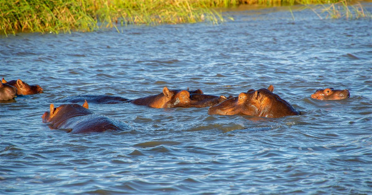 What animals you can see and how to spot them on your next St Lucia ...