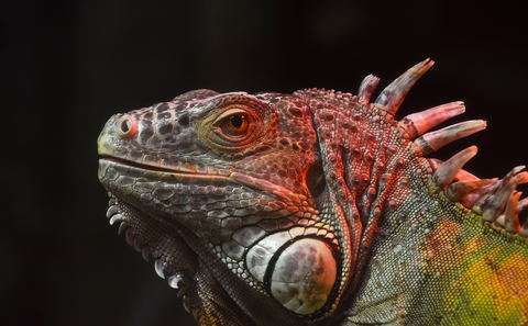 Reptile Parks