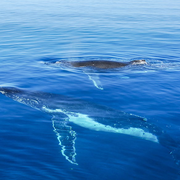 Hermanus Whales