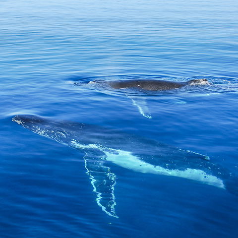 Hermanus Whales