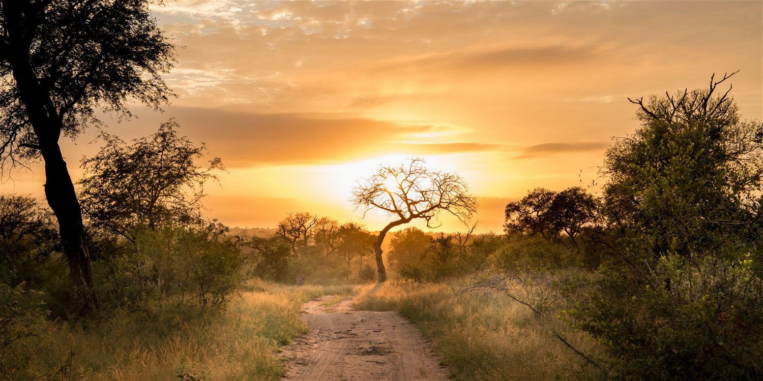 Source: ©Singita Sabi Sand Ross Couper