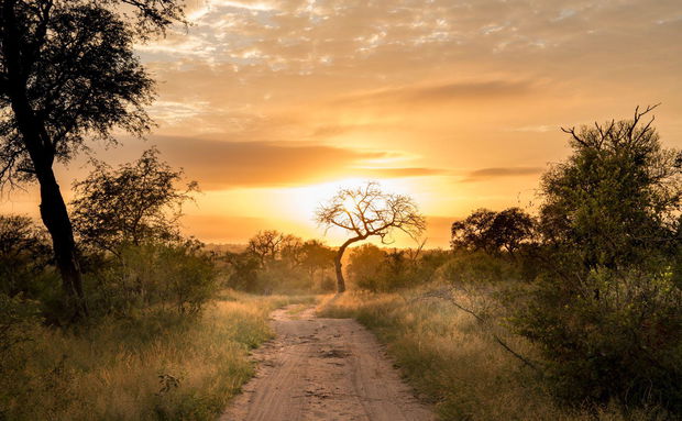Source: ©Singita Sabi Sand Ross Couper