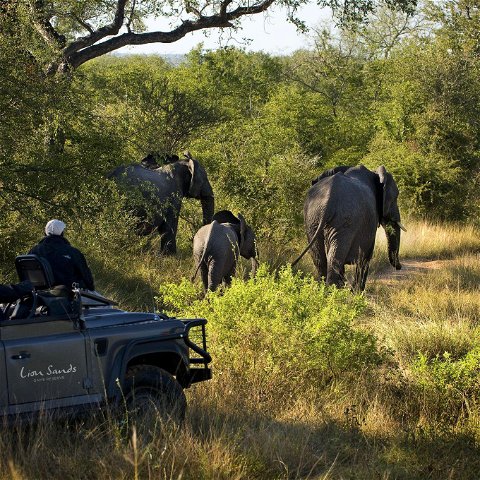 Source:©LionSands South Africa
