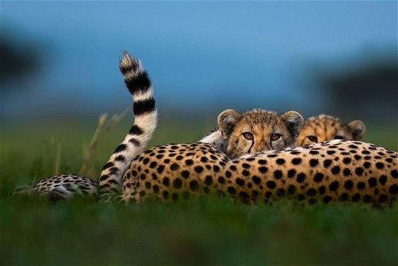 Source: ©Singita Ross Couper