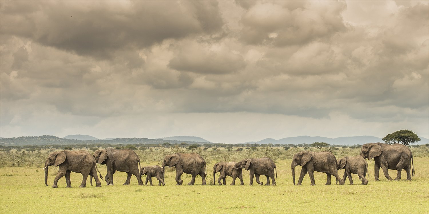 Singita Grumeti_Elephant_Ross Couper