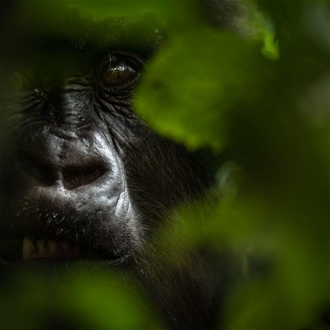 Source: @Singita Rwanda Ross Couper