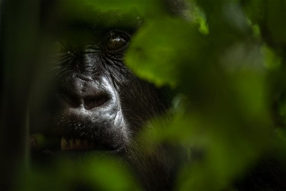 Source: @Singita Rwanda Ross Couper