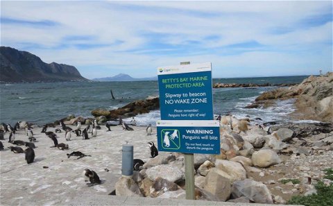 Bettys Bay Penguins