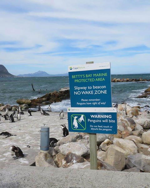 Bettys Bay Penguins