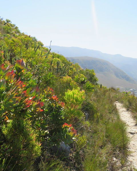 Fernkloof Nature Reserve
