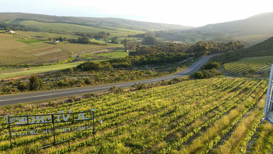 Wine tasting - Hemel En Aarde Valley Wine tasting - Hemel En Aarde Valley