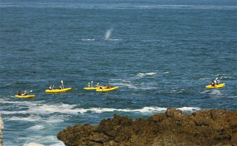 Sea Kayaking