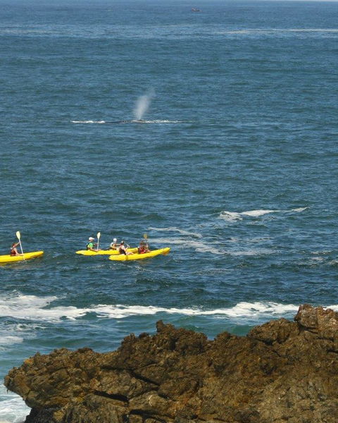 Sea Kayaking