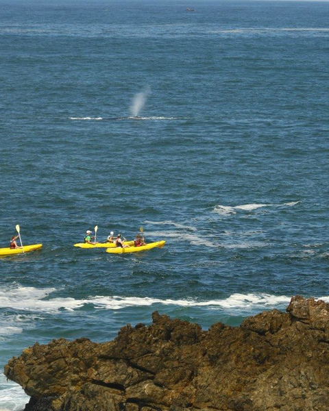 Sea kayaking Hermanus