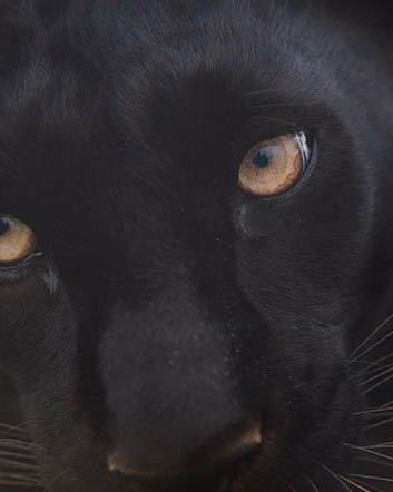 Panthera Africa