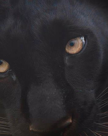 Panthera Africa