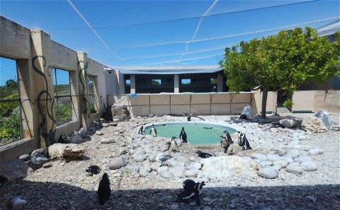 Penguin Sanctuary