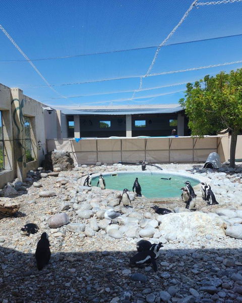 Penguin Sanctuary