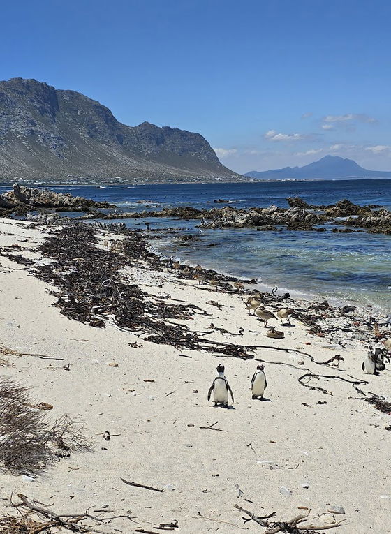 Penguin colony (35 minutes from Hermanus) Penguin colony (35 minutes from Hermanus)