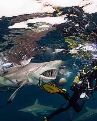 Shark cage diving near Hermanus